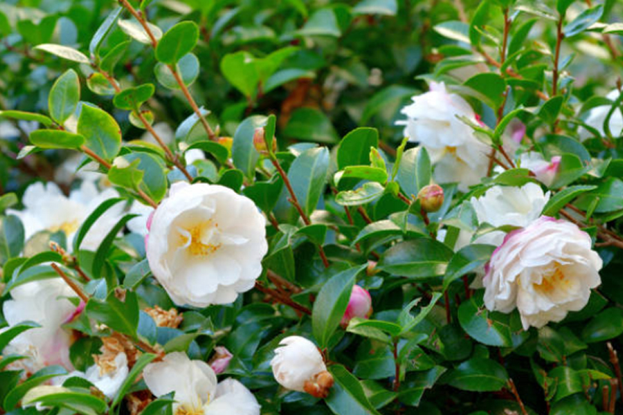 HiLock 超高压微射流技术：破解山茶花脂质体传统生产三大痛点